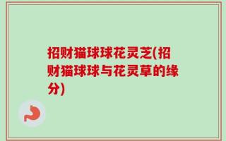 招财猫球球花灵芝(招财猫球球与花灵草的缘分)