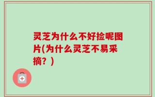 灵芝为什么不好捡呢图片(为什么灵芝不易采摘？)