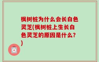 枫树桩为什么会长白色灵芝(枫树桩上生长白色灵芝的原因是什么？)