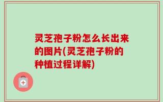 灵芝孢子粉怎么长出来的图片(灵芝孢子粉的种植过程详解)