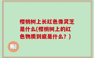 樱桃树上长红色像灵芝是什么(樱桃树上的红色物质到底是什么？)
