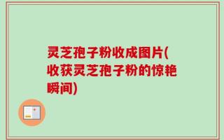 灵芝孢子粉收成图片(收获灵芝孢子粉的惊艳瞬间)