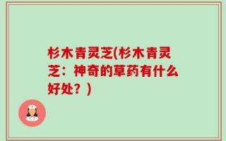 杉木青灵芝(杉木青灵芝：神奇的草药有什么好处？)