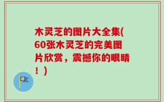 木灵芝的图片大全集(60张木灵芝的完美图片欣赏，震撼你的眼睛！)
