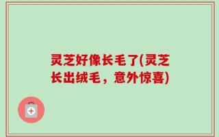 灵芝好像长毛了(灵芝长出绒毛，意外惊喜)
