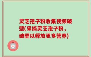 灵芝孢子粉收集视频破壁(采摘灵芝孢子粉，破壁以释放更多营养)