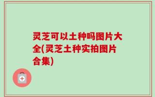 灵芝可以土种吗图片大全(灵芝土种实拍图片合集)