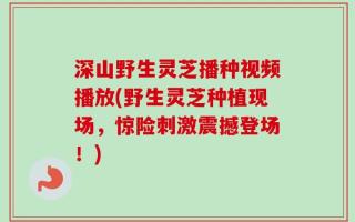 深山野生灵芝播种视频播放(野生灵芝种植现场，惊险刺激震撼登场！)
