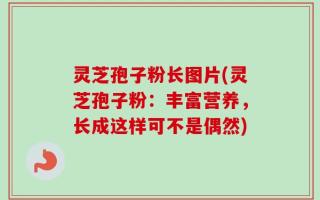 灵芝孢子粉长图片(灵芝孢子粉：丰富营养，长成这样可不是偶然)