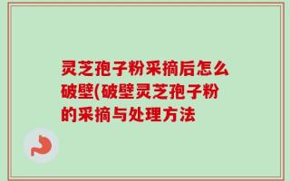 灵芝孢子粉采摘后怎么破壁(破壁灵芝孢子粉的采摘与处理方法