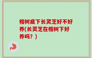 榕树底下长灵芝好不好养(长灵芝在榕树下好养吗？)