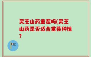 灵芝山药重茬吗(灵芝山药是否适合重茬种植？