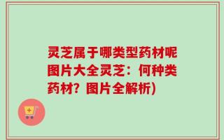 灵芝属于哪类型药材呢图片大全灵芝：何种类药材？图片全解析)