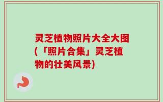 灵芝植物照片大全大图(「照片合集」灵芝植物的壮美风景)