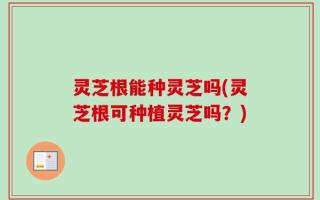 灵芝根能种灵芝吗(灵芝根可种植灵芝吗？)