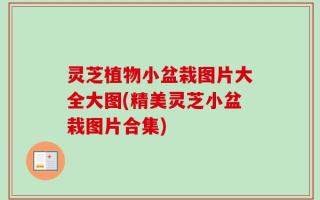 灵芝植物小盆栽图片大全大图(精美灵芝小盆栽图片合集)