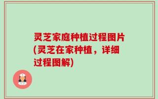 灵芝家庭种植过程图片(灵芝在家种植，详细过程图解)