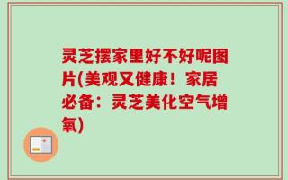 灵芝摆家里好不好呢图片(美观又健康！家居必备：灵芝美化空气增氧)