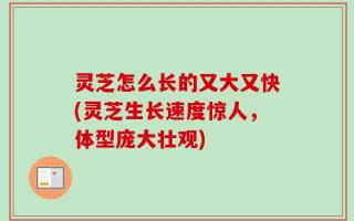 灵芝怎么长的又大又快(灵芝生长速度惊人，体型庞大壮观)