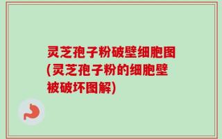 灵芝孢子粉破壁细胞图(灵芝孢子粉的细胞壁被破坏图解)