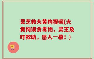 灵芝救大黄狗视频(大黄狗误食毒物，灵芝及时救助，感人一幕！)