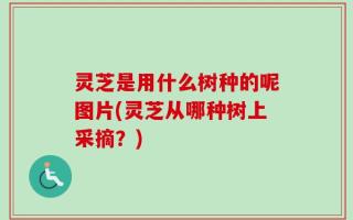 灵芝是用什么树种的呢图片(灵芝从哪种树上采摘？)