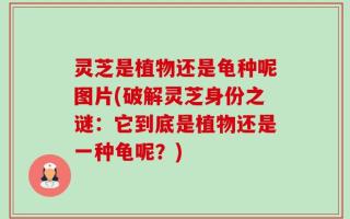灵芝是植物还是龟种呢图片(破解灵芝身份之谜：它到底是植物还是一种龟呢？)