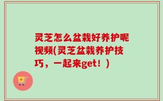 灵芝怎么盆栽好养护呢视频(灵芝盆栽养护技巧，一起来get！)