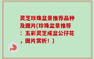 灵芝珍珠盆景推荐品种及图片(珍珠盆景推荐：五彩灵芝成盆公仔花，图片赏析！)