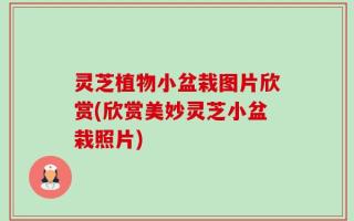 灵芝植物小盆栽图片欣赏(欣赏美妙灵芝小盆栽照片)