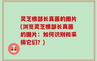 灵芝根部长真菌的图片(浏览灵芝根部长真菌的图片：如何识别和采摘它们？)