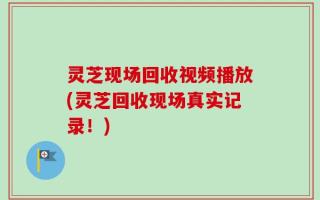 灵芝现场回收视频播放(灵芝回收现场真实记录！)