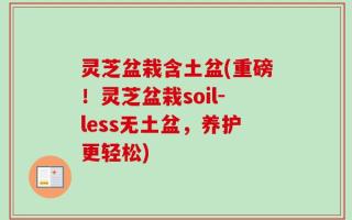 灵芝盆栽含土盆(重磅！灵芝盆栽soil-less无土盆，养护更轻松)