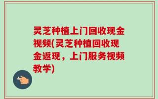 灵芝种植上门回收现金视频(灵芝种植回收现金返现，上门服务视频教学)