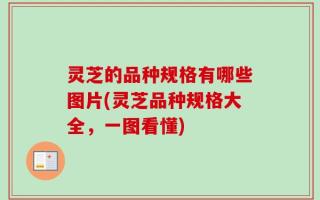 灵芝的品种规格有哪些图片(灵芝品种规格大全，一图看懂)