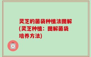 灵芝的菌袋种植法图解(灵芝种植：图解菌袋培养方法)