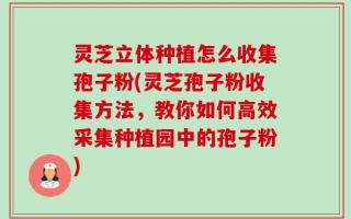 灵芝立体种植怎么收集孢子粉(灵芝孢子粉收集方法，教你如何高效采集种植园中的孢子粉)