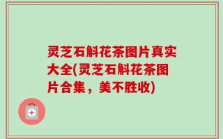 灵芝石斛花茶图片真实大全(灵芝石斛花茶图片合集，美不胜收)