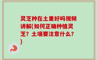 灵芝种在土里好吗视频讲解(如何正确种植灵芝？土壤要注意什么？)