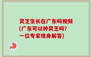 灵芝生长在广东吗视频(广东可以种灵芝吗？一位专家现身解答)
