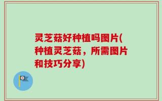 灵芝菇好种植吗图片(种植灵芝菇，所需图片和技巧分享)