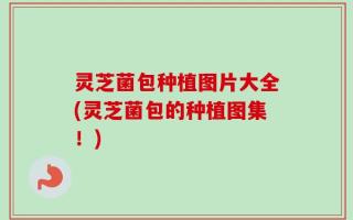 灵芝菌包种植图片大全(灵芝菌包的种植图集！)