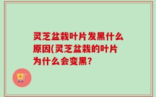 灵芝盆栽叶片发黑什么原因(灵芝盆栽的叶片为什么会变黑？