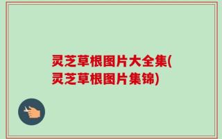 灵芝草根图片大全集(灵芝草根图片集锦)