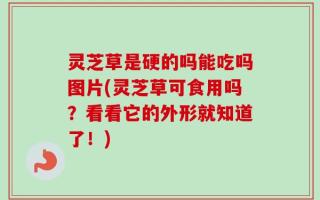 灵芝草是硬的吗能吃吗图片(灵芝草可食用吗？看看它的外形就知道了！)