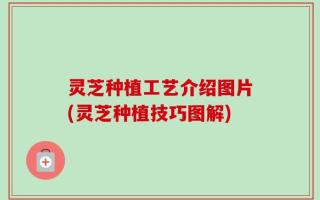 灵芝种植工艺介绍图片(灵芝种植技巧图解)