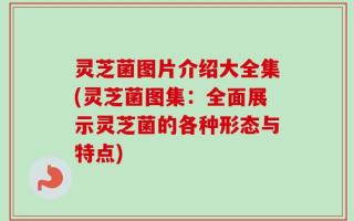 灵芝菌图片介绍大全集(灵芝菌图集：全面展示灵芝菌的各种形态与特点)