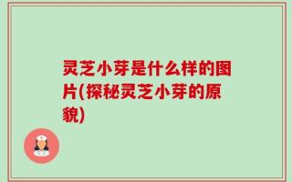 灵芝小芽是什么样的图片(探秘灵芝小芽的原貌)