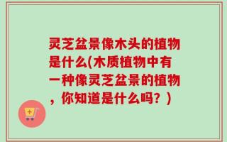 灵芝盆景像木头的植物是什么(木质植物中有一种像灵芝盆景的植物，你知道是什么吗？)