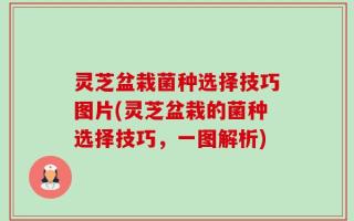 灵芝盆栽菌种选择技巧图片(灵芝盆栽的菌种选择技巧，一图解析)